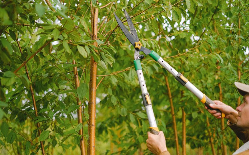 Tree trimming in Ephraim, UT